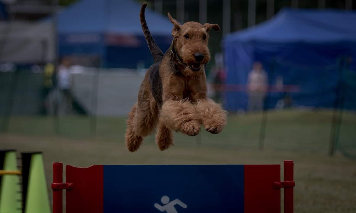 Mein Hund Lucky Luke airedalekft.de