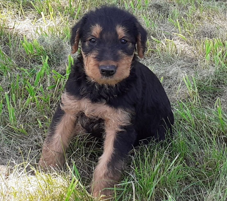 Welpen airedalekft.de