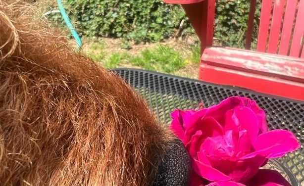 Liebe Sommergrüße …