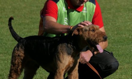 Sportler des Jahres – zur Wahl steht ein Airedale Hundeführer!