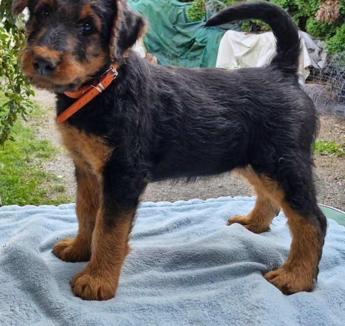 Terrier vom Schloss Bibra