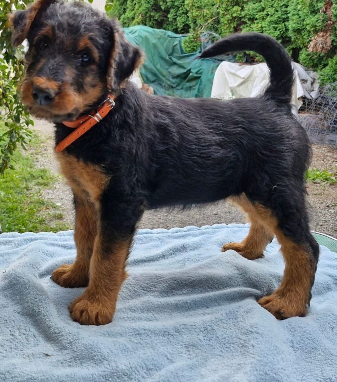 Terrier vom Schloss Bibra