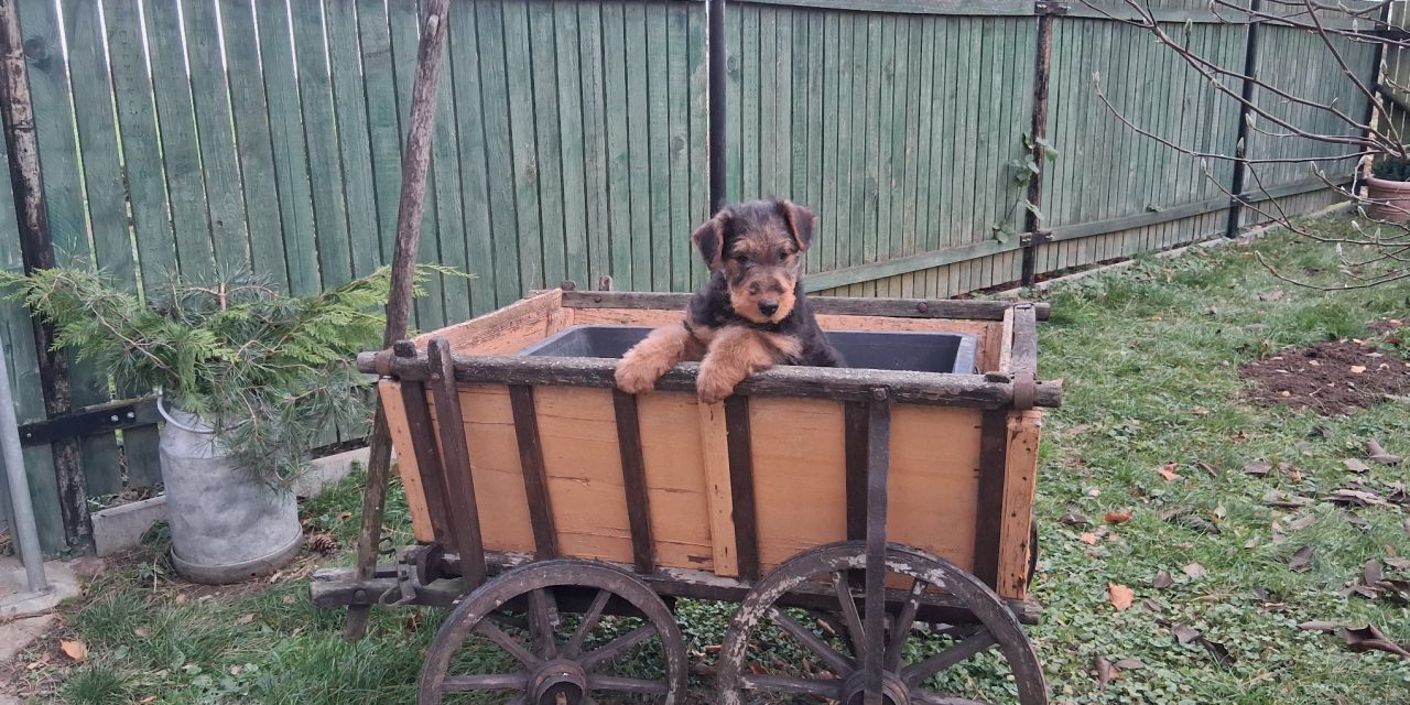 von der Heinrichsburg