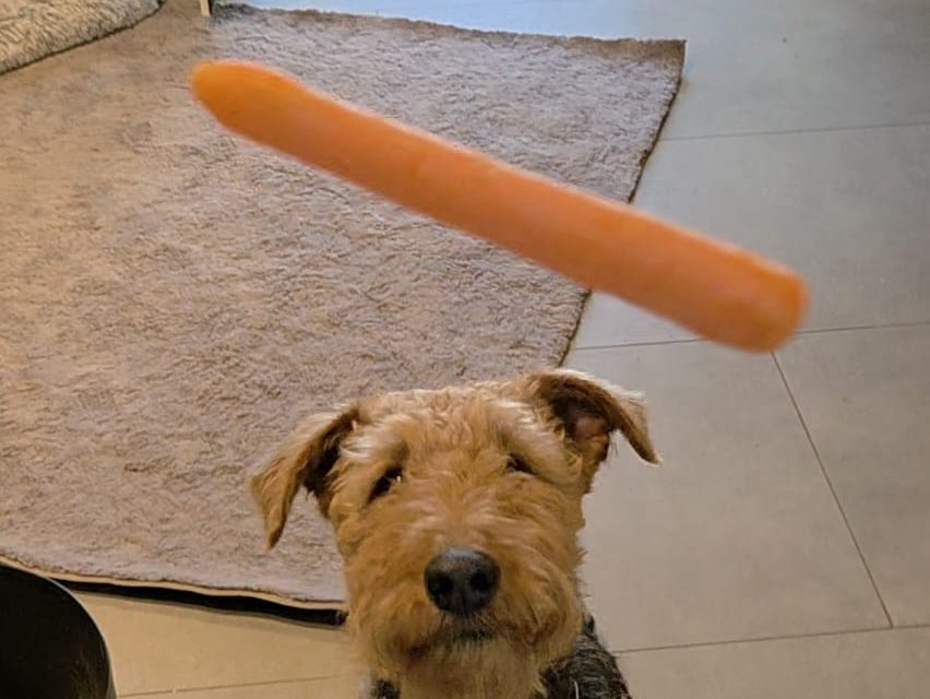 Frieda (aus dem Zwinger „von Wales“) sucht ein neues Zuhause bei einer aktiven sportlichen Familie