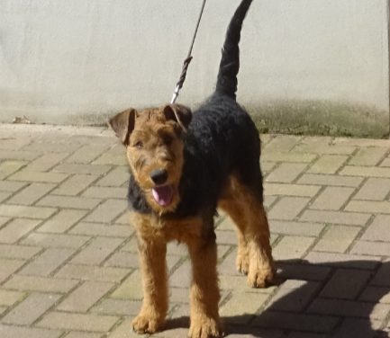Enigma sucht eine Airedale-erfahrene Familie