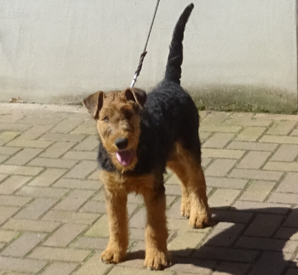 Enigma sucht eine Airedale-erfahrene Familie