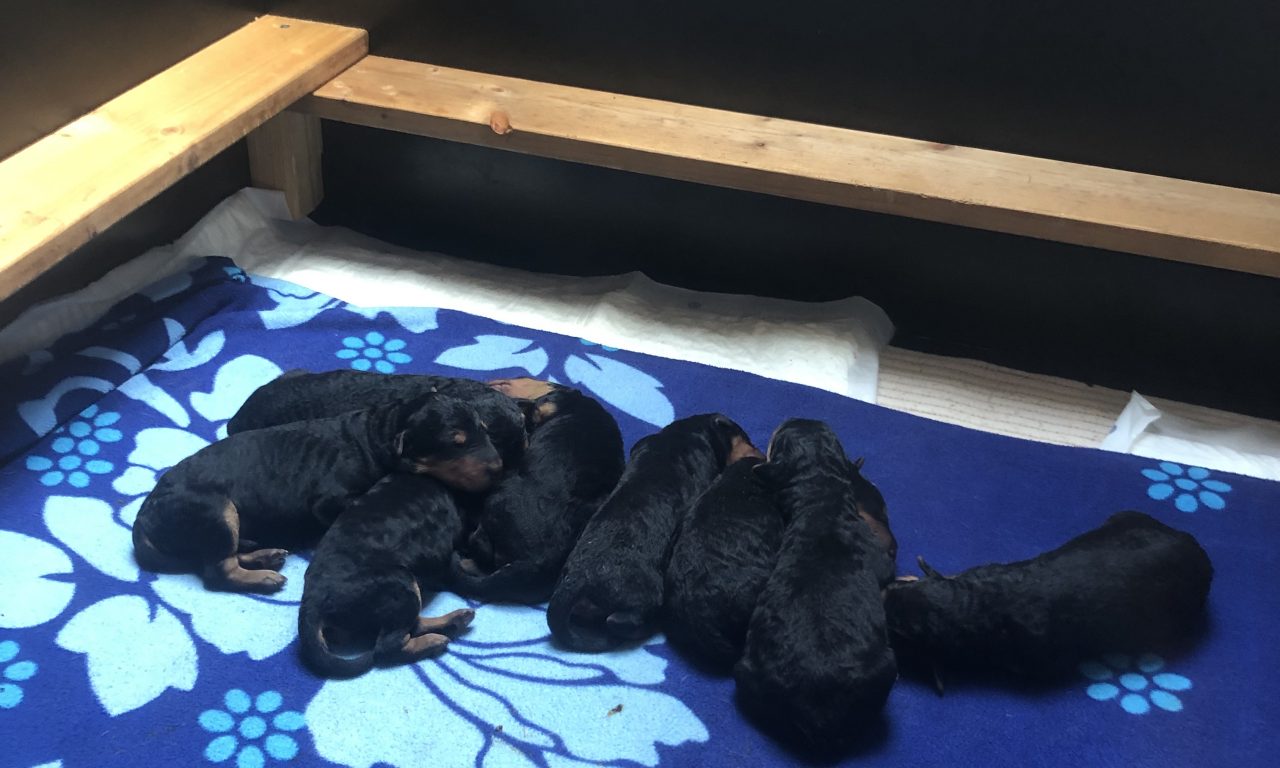 von Longa luben