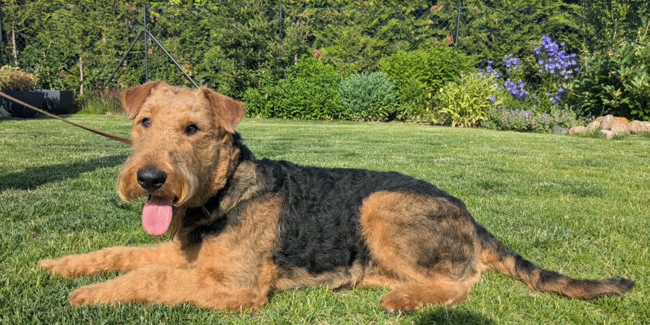 Hiro von der Heinrichsburg (Miro) sucht eine aktive und liebevolle Familie