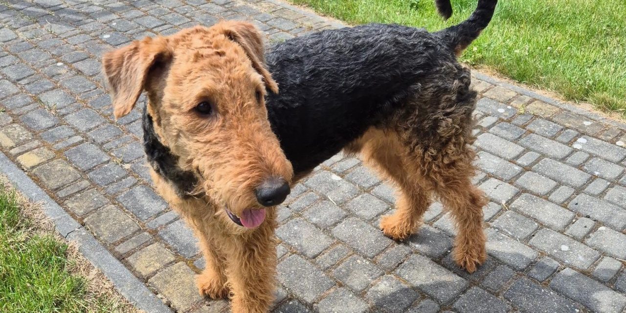 Askaban (Rufus) von Longa luben sucht ein neues Airedale Terrier erfahrenes zu Hause