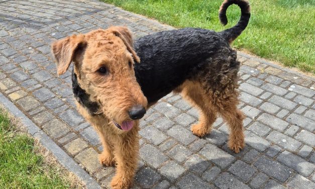Askaban (Rufus) von Longa luben sucht ein neues Airedale Terrier erfahrenes zu Hause