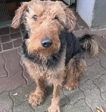 Clemens sucht aus persönlichen Gründen ein neues Zuhause