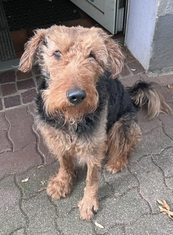 Clemens sucht aus persönlichen Gründen ein neues Zuhause