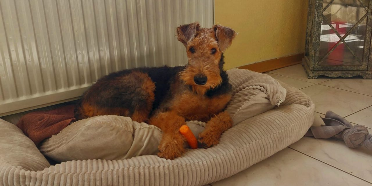 Kylie (Kandy von Konigs Terry) sucht ein neues Zuhause