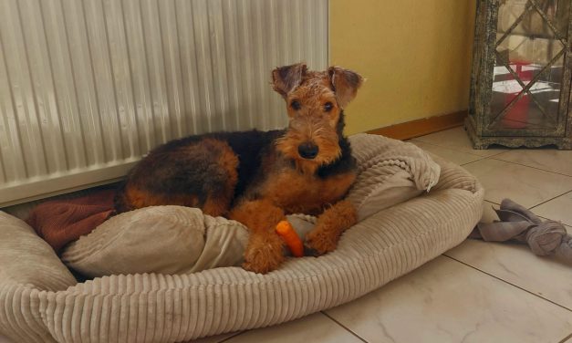 Kylie (Kandy von Konigs Terry) sucht ein neues Zuhause