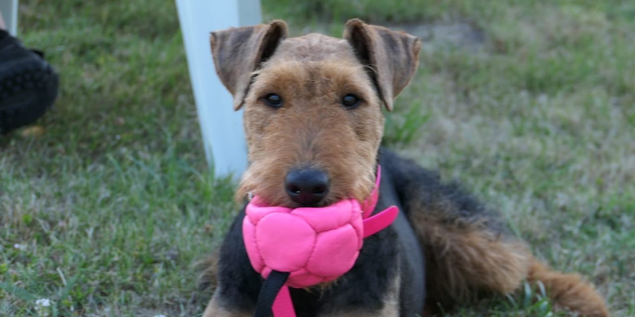 Viola’s Pink
